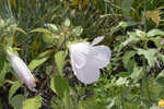 Swamp rosemallow